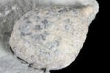 Cystoid Fossil (Holocystites) on Rock - Indiana #85701-2